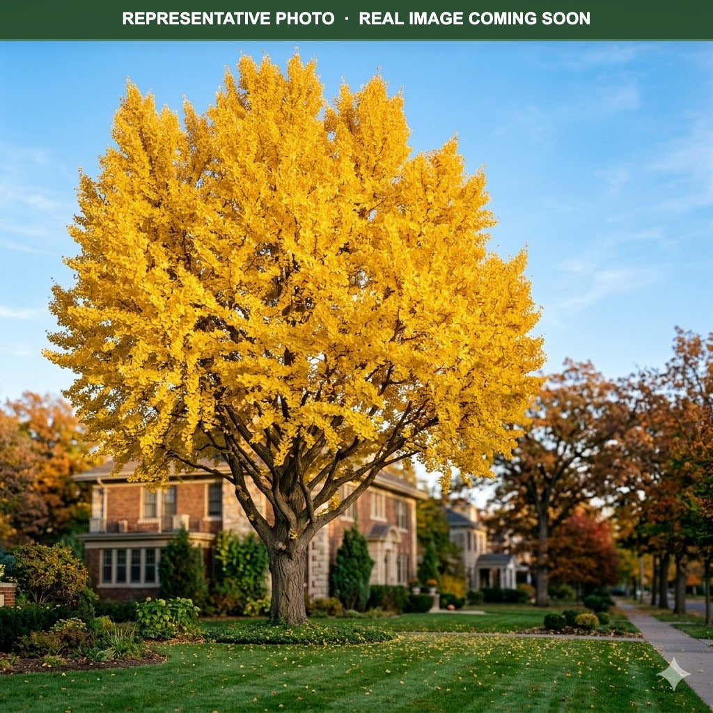 Autumn Gold Ginkgo (Ginkgo biloba) — Shoreview, MN