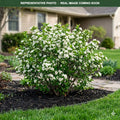 Autumn Magic Chokeberry (Aronia melanocarpa) — Lakeville, MN