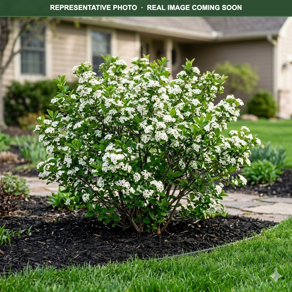 Autumn Magic Chokeberry (Aronia melanocarpa) — Lakeville, MN