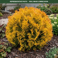 Autumn Moon Arborvitae (Thuja occidentalis) — Maplewood, MN