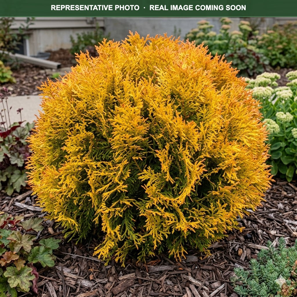 Autumn Moon Arborvitae (Thuja occidentalis) — Maplewood, MN
