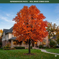 Autumn Splendor Buckeye (Aesculus) — Burnsville, MN