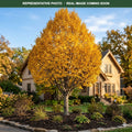 Autumn Treasure Ironwood (Ostrya virginiana) — Lakeville, MN
