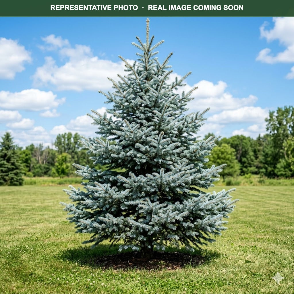 Baby Blue Colorado Spruce (Picea pungens) — Maplewood, MN