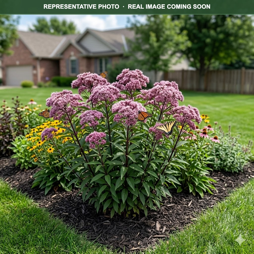 Baby Joe Pye Weed (Eutrochium) — Minnetonka, MN