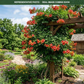 Balboa Sunset Trumpet Vine (Campsis radicans) — St. Paul, MN