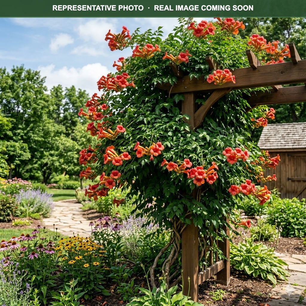 Balboa Sunset Trumpet Vine (Campsis radicans) — St. Paul, MN