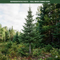 Balsam Fir (Abies balsamea) — Wayzata, MN