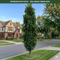 Beacon Bicolor Oak (Quercus bicolor) — Chanhassen, MN