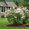 Beauty of Moscow Lilac (Syringa vulgaris) — Wayzata, MN