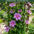 Bees Jubilee Clematis (Clematis) — Minnetonka, MN