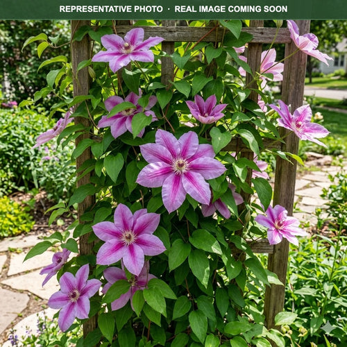 Bees Jubilee Clematis (Clematis) — Minnetonka, MN