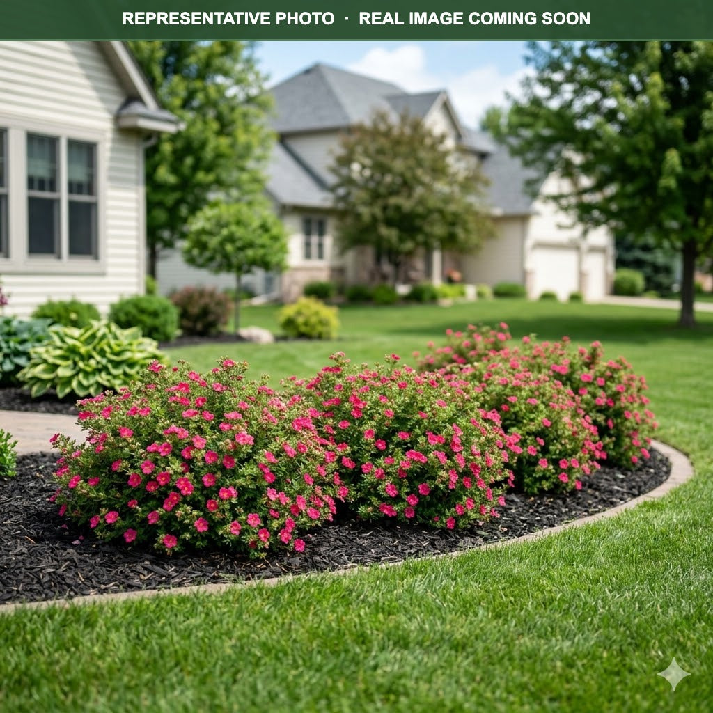 Bella Bellissima Potentilla (Potentilla fruticosa) — Chanhassen, MN
