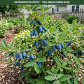Berry Blue Honeyberry (Lonicera caerulea) — Edina, MN