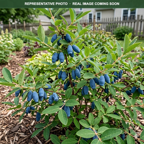 Berry Blue Honeyberry (Lonicera caerulea) — Edina, MN