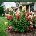 Berry White Hydrangea (Hydrangea paniculata) — Minneapolis, MN