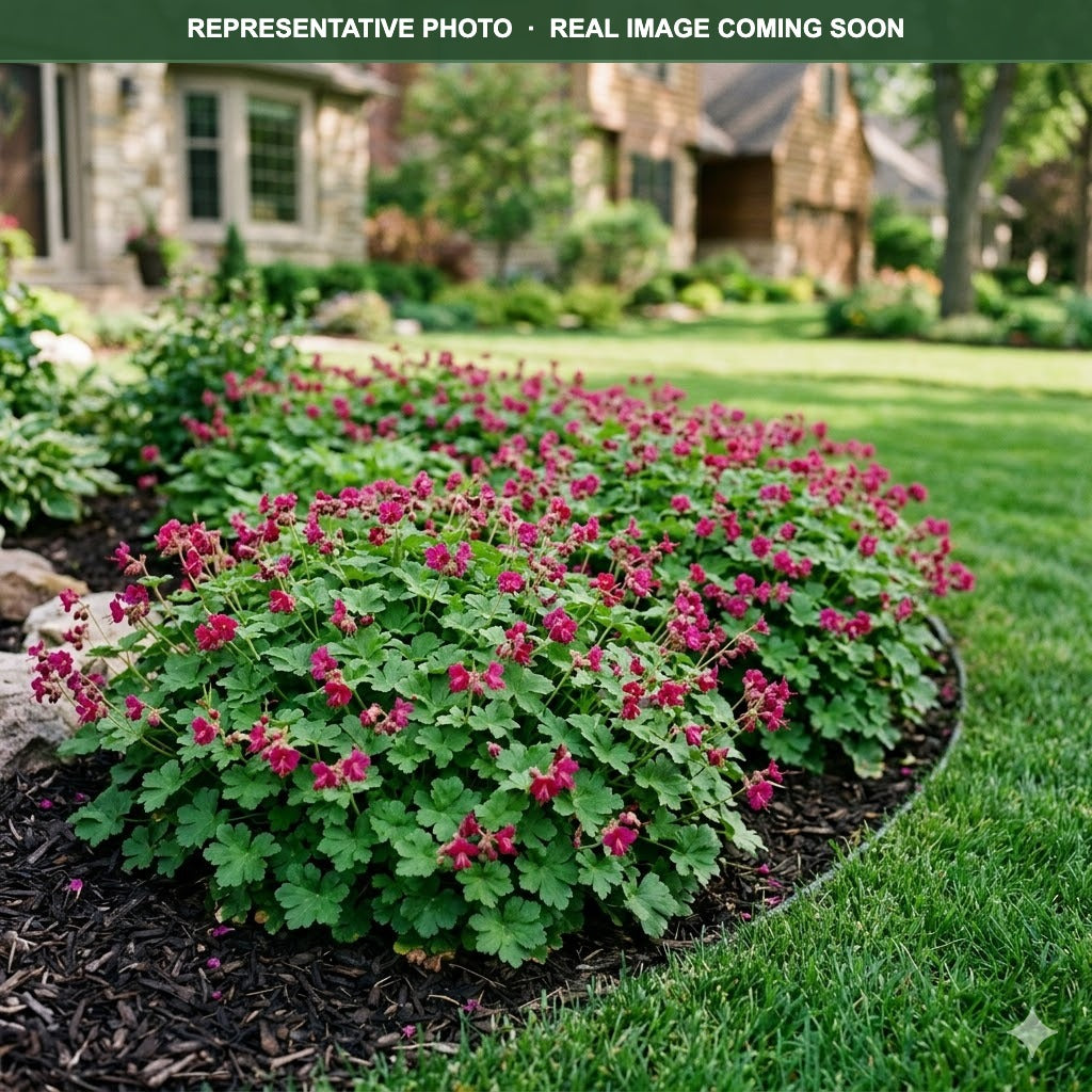 Bevan's Variety Cranesbill (Geranium) — Woodbury, MN