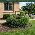 Bird's Nest Spruce (Picea abies) — St. Paul, MN