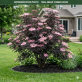 Black Lace Elderberry (Sambucus nigra) — Edina, MN