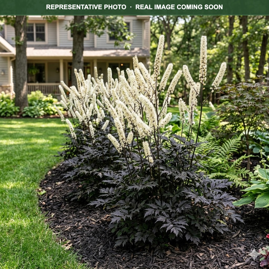Black Negligee Bugbane (Actaea) — Maple Grove, MN