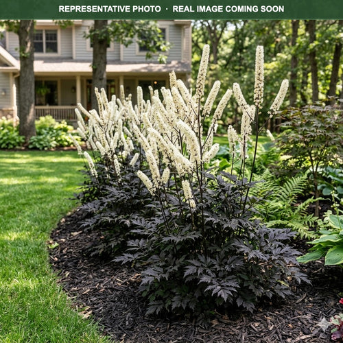 Black Negligee Bugbane (Actaea) — Maple Grove, MN