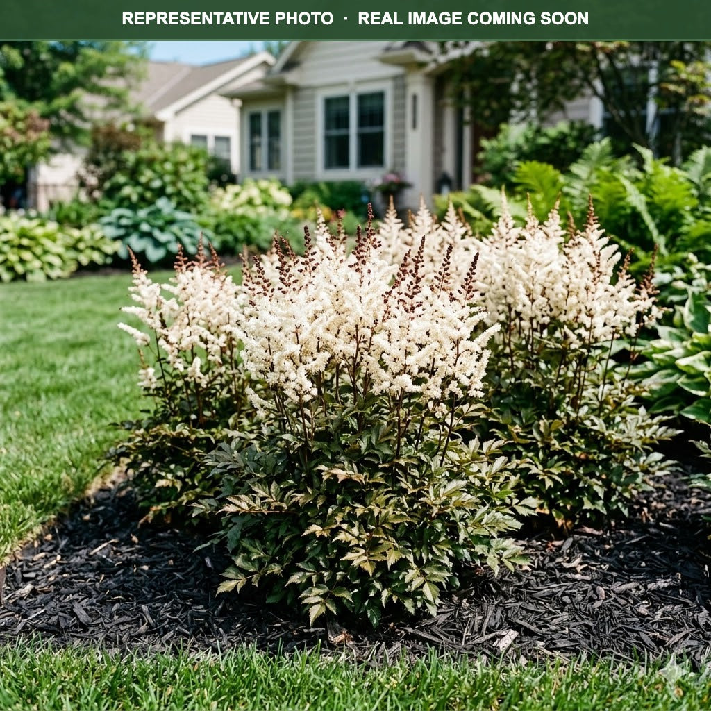 Black Pearls Astilbe (Astilbe) — Bloomington, MN