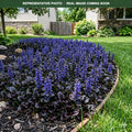 Black Scallop Bugleweed (Ajuga reptans) — Minneapolis, MN