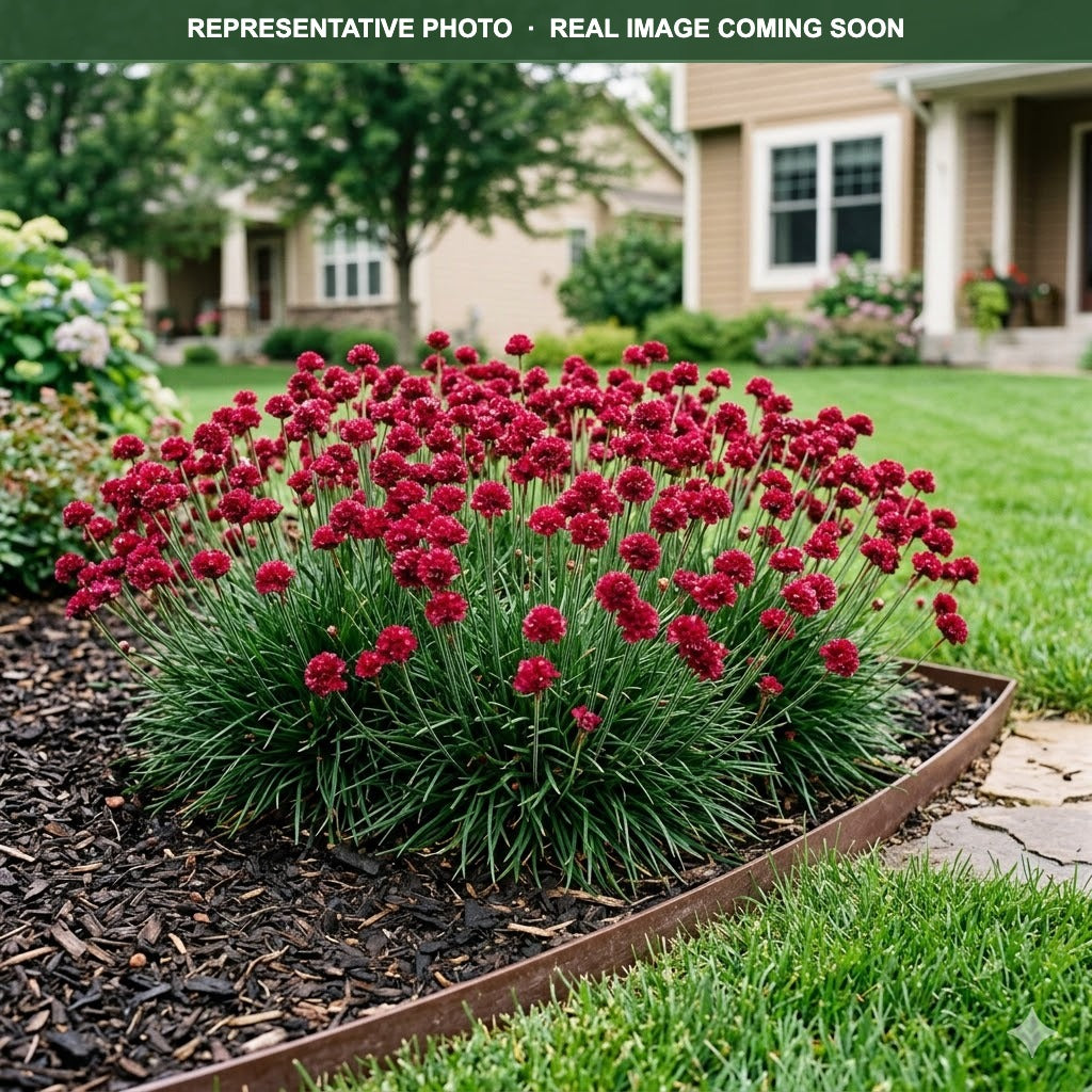 Bloodstone Sea Thrift (Armeria maritima) — Burnsville, MN