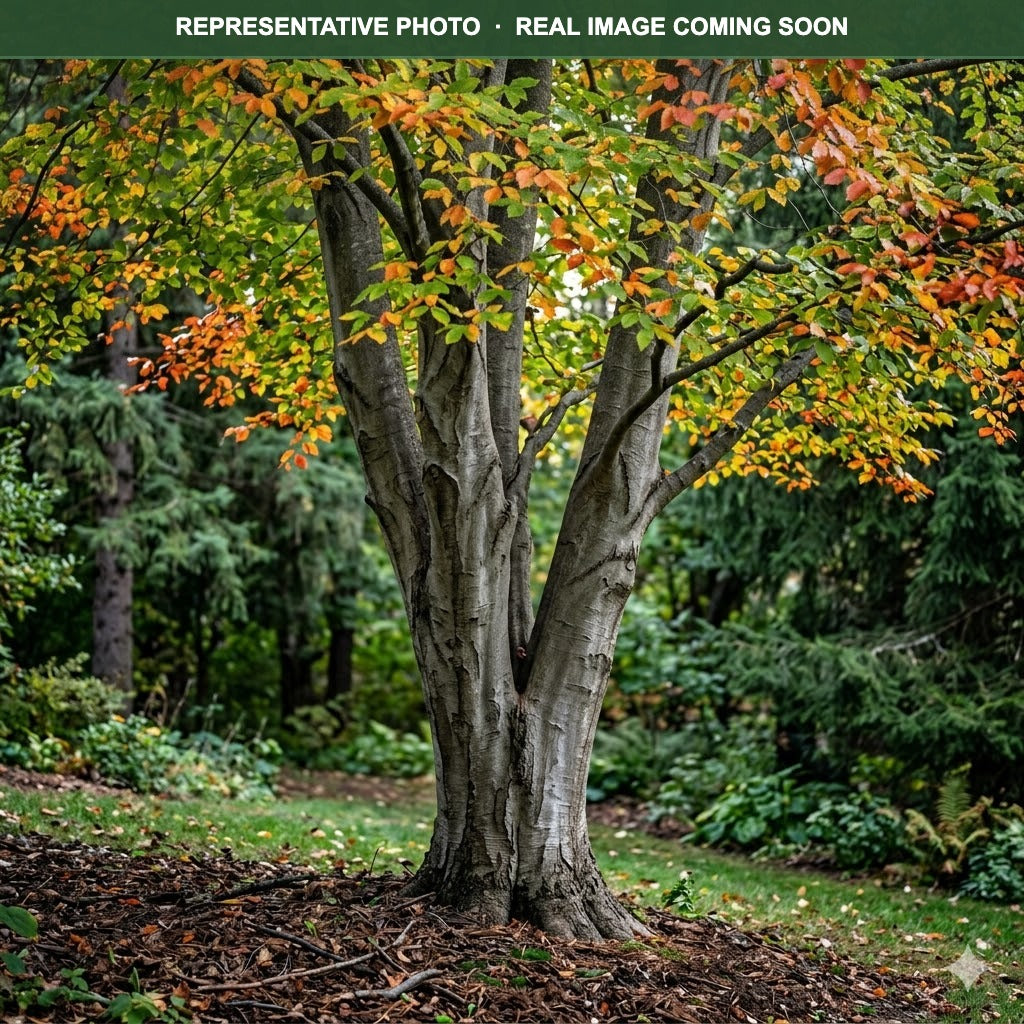 Blue Beech American Hornbeam (Carpinus caroliniana) — St. Paul, MN