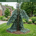 Blue Cloak Weeping White Fir (Abies concolor) — Edina, MN