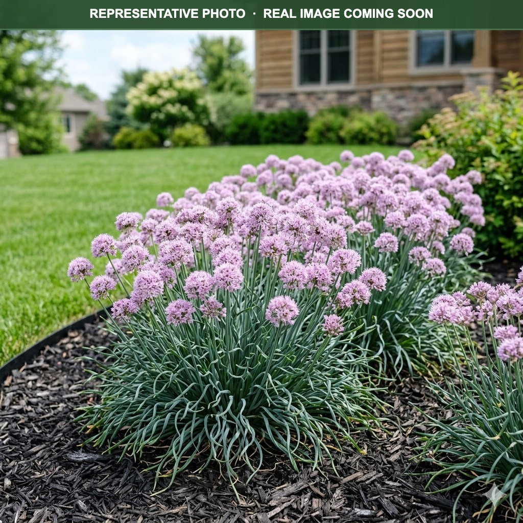 Blue Eddy Allium (Allium) — Lakeville, MN
