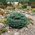 Blue Eskimo Korean Fir (Abies koreana) — Minnetonka, MN