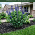 Blue False Indigo (Baptisia australis) — Maplewood, MN