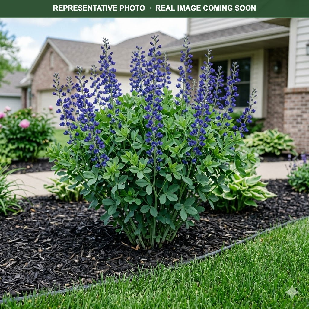 Blue False Indigo (Baptisia australis) — Maplewood, MN