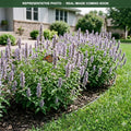 Blue Fortune Hyssop (Agastache) — Wayzata, MN