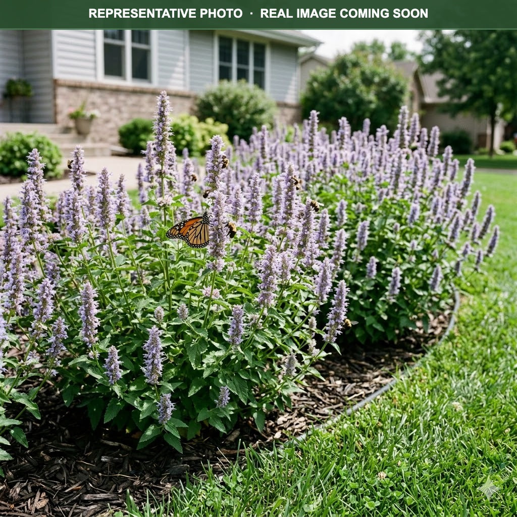 Blue Fortune Hyssop (Agastache) — Wayzata, MN