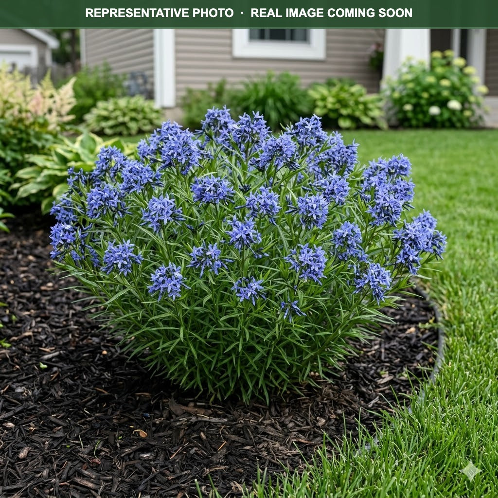 Blue Ice Amsonia (Amsonia) — Chanhassen, MN