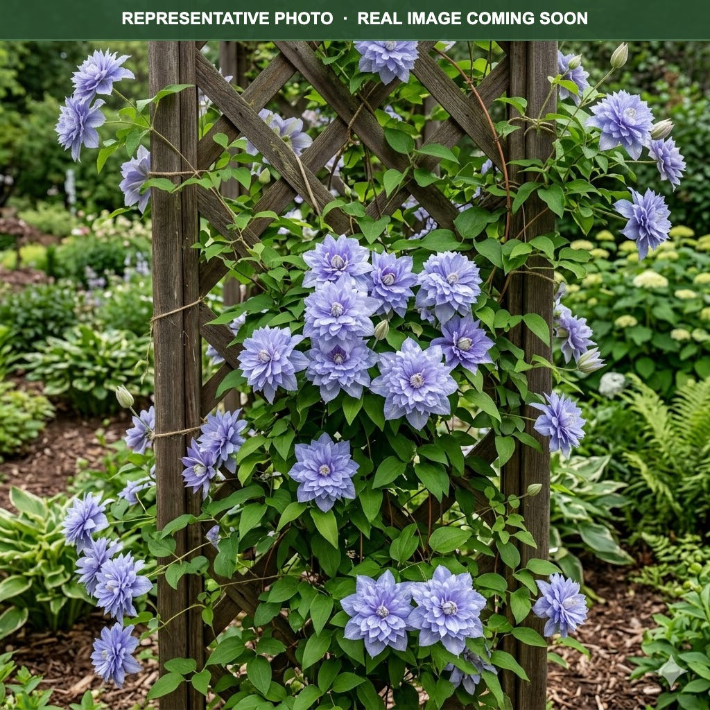 Blue Light Clematis (Clematis) — Woodbury, MN