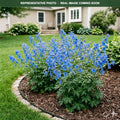 Blue Mirror Delphinium (Delphinium grandiflorum) — Minneapolis, MN