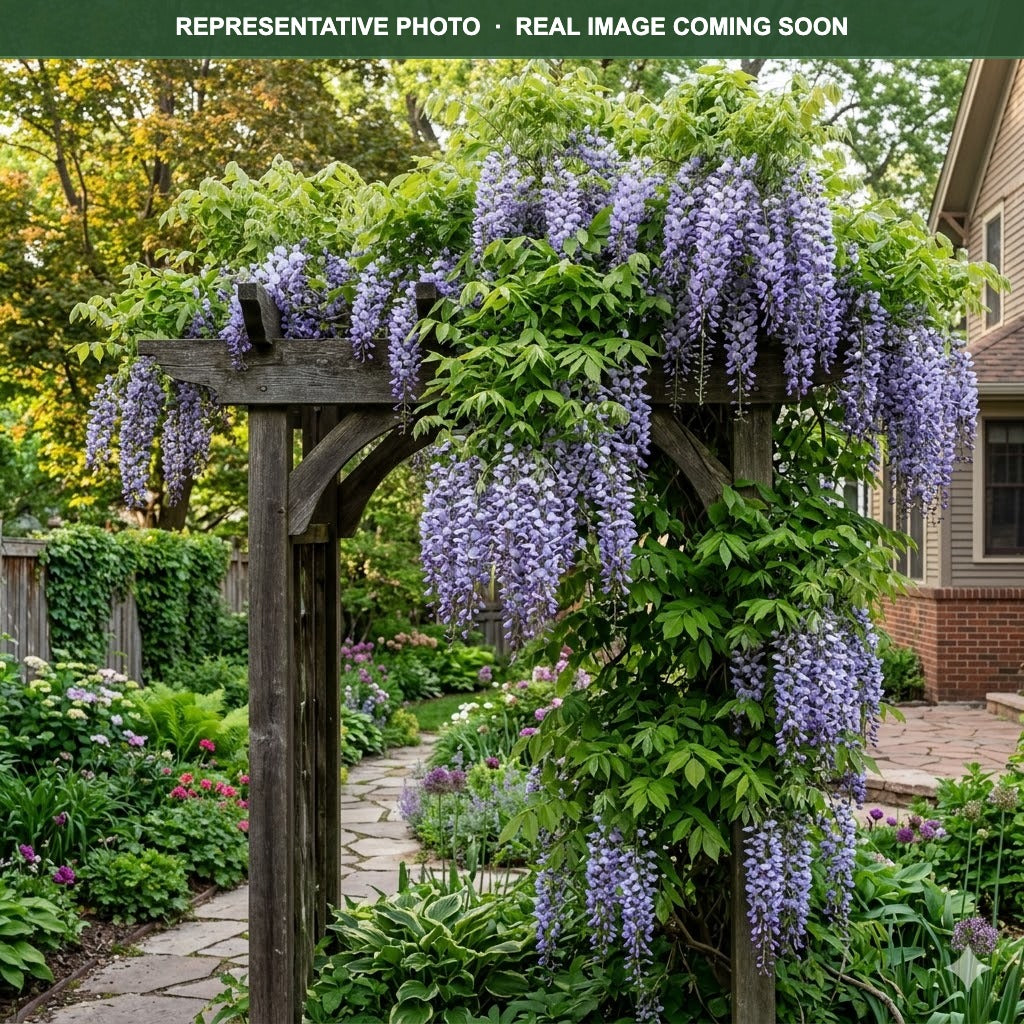 Blue Moon Wisteria (Wisteria macrostachya) — Eden Prairie, MN