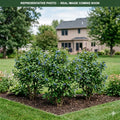 Blue Muffin Viburnum (Viburnum dentatum) — Woodbury, MN