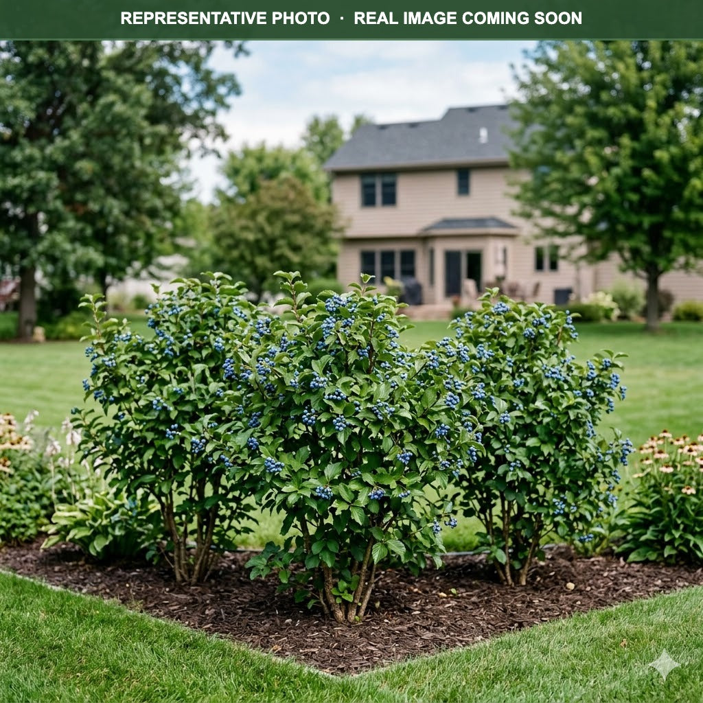 Blue Muffin Viburnum (Viburnum dentatum) — Woodbury, MN