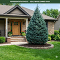 Blue Point Juniper (Juniperus chinensis) — Minnetonka, MN