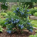 Blue Ray Blueberry (Vaccinium) — Minnetonka, MN