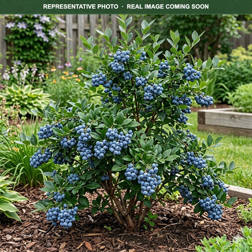 Blue Ray Blueberry (Vaccinium) — Minnetonka, MN