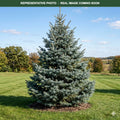 Blue Select White Fir (Abies concolor) — Woodbury, MN