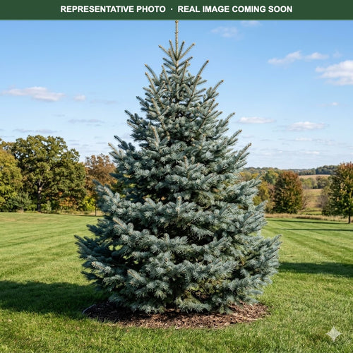 Blue Select White Fir (Abies concolor) — Woodbury, MN