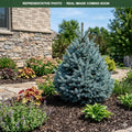 Blue Teardrop Spruce (Picea glauca) — Plymouth, MN