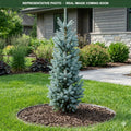 Blue Totem Colorado Spruce (Picea pungens) — Eden Prairie, MN