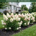 Bobo Hydrangea (Hydrangea paniculata) — Maple Grove, MN